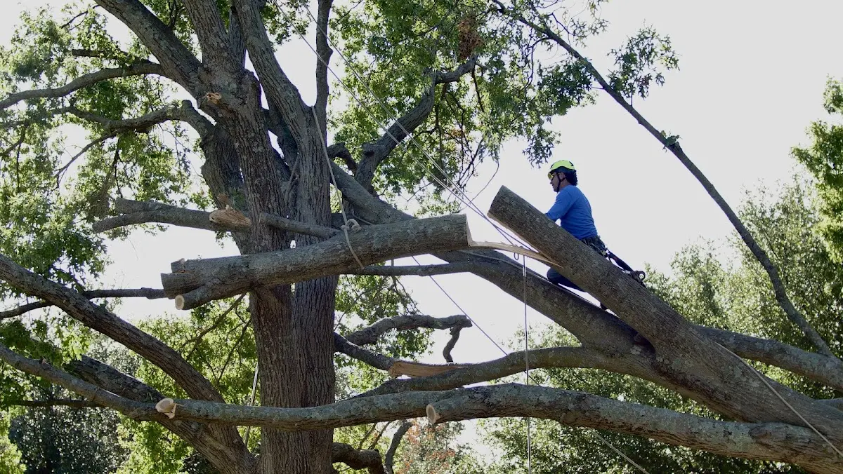 Professional Crown Thinning performed by certified arborists in Harrington